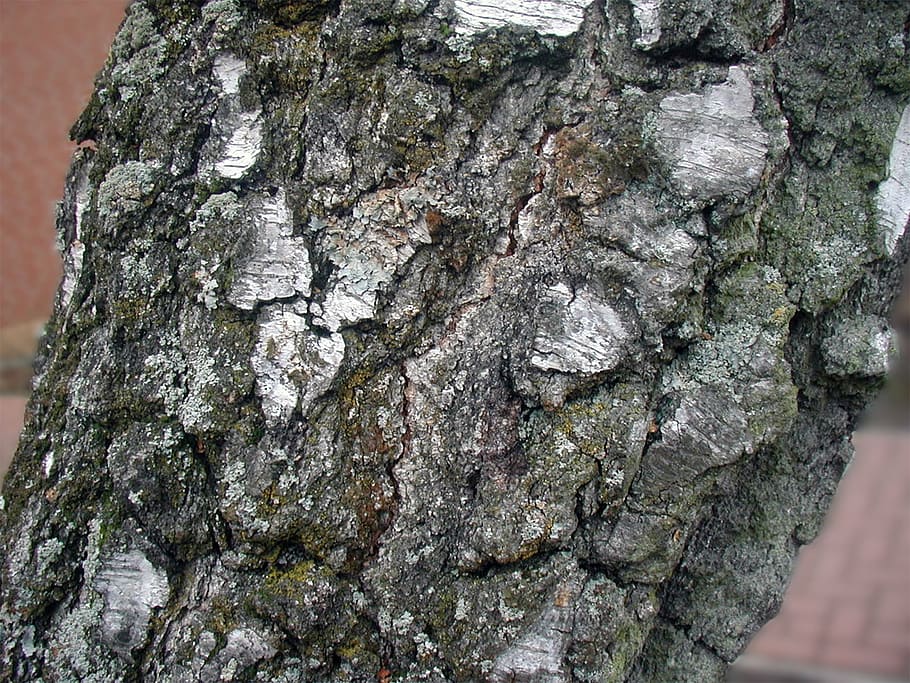 tree, birch, bark, tribe, tree trunk, textured, rough, close-up HD wallpaper