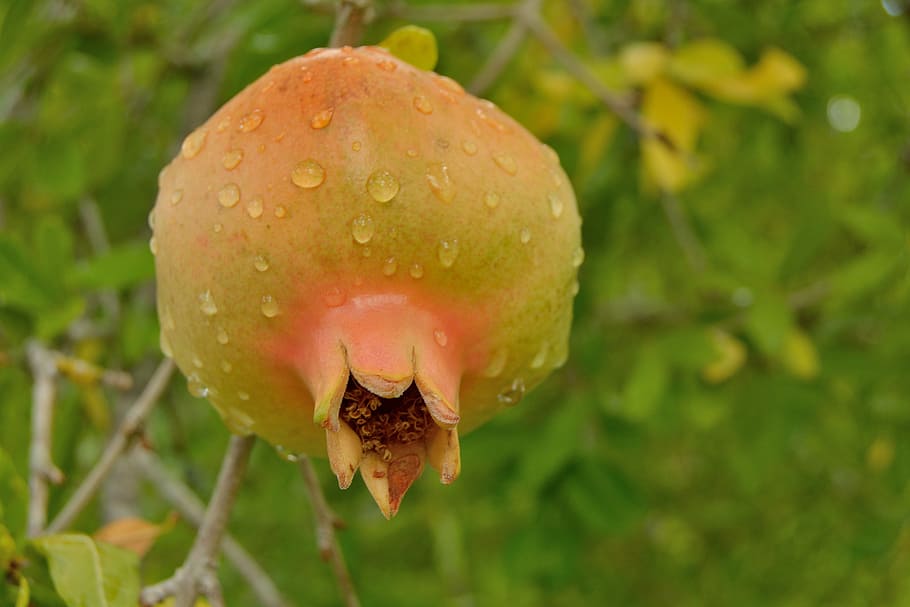 pomegranate, fruit, red, apple, seeds, leaves, bush, shrub HD wallpaper