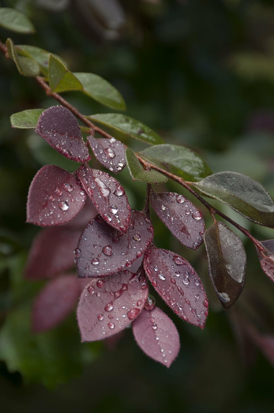 dew, leaves, red, foliage, autumn, outdoors, shrubbery, gardens HD wallpaper