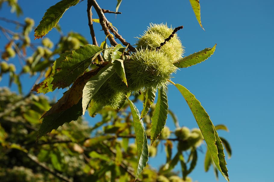 chestnuts, prickly, spur, autumn, plant, growth, nature, green color HD wallpaper