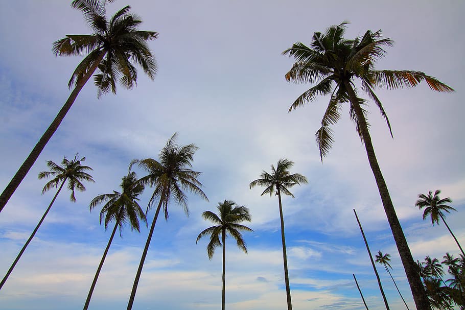 dawn, nature, sky, beach, clouds, coconut, dusk, exotic, idyllic HD wallpaper