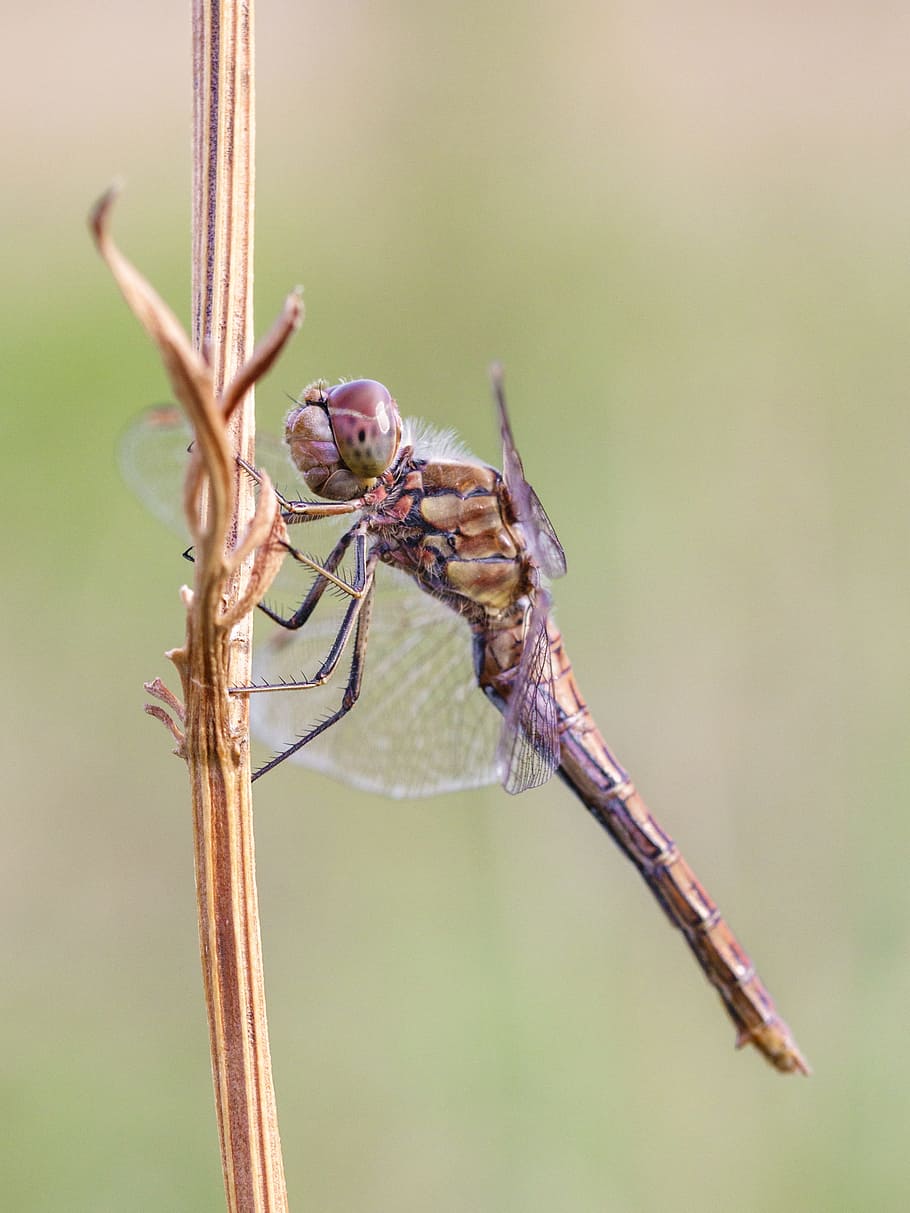 dragonfly, nature, close, insect, macro, animal, wing, creature HD wallpaper