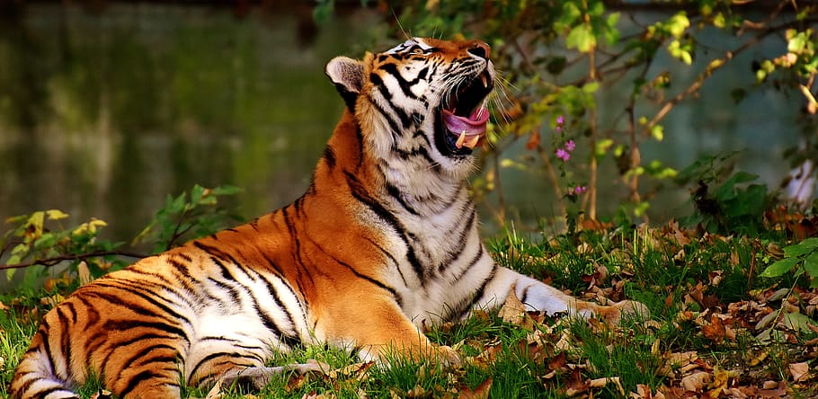 Bengal tiger, predator, fur, beautiful, dangerous, cat, wildlife photography HD wallpaper