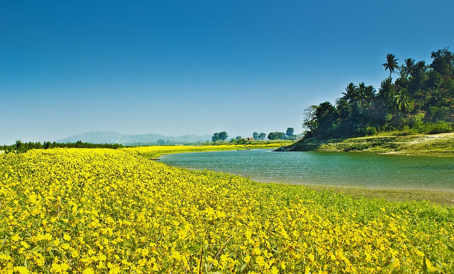 photo of green petaled flowers beside lake, farming, agriculture