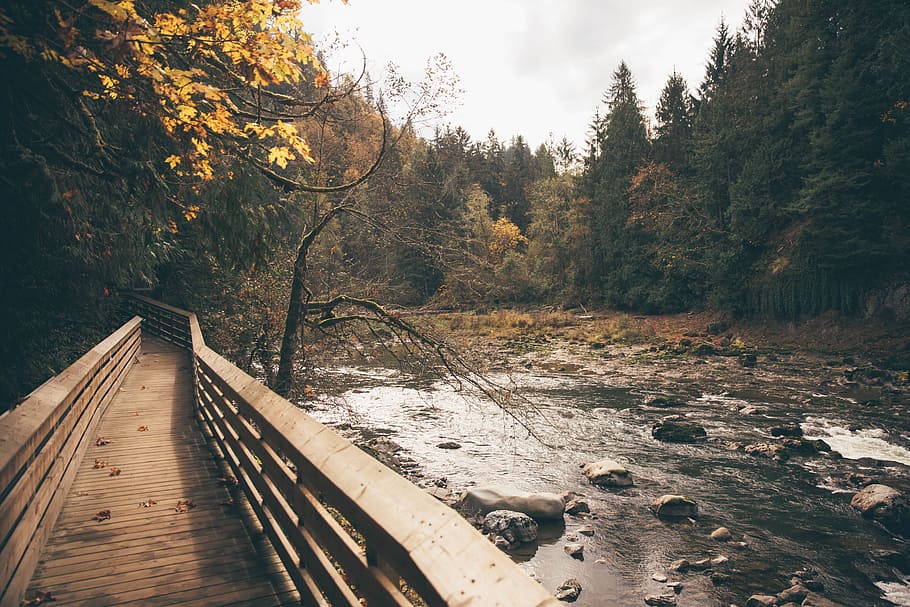 river, stream, water, rocks, trees, forest, outdoors, nature HD wallpaper