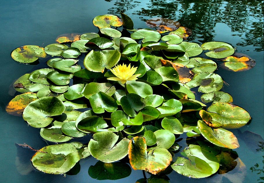 yellow lotus flower on pond, water lily, floating, aquatic, leaves