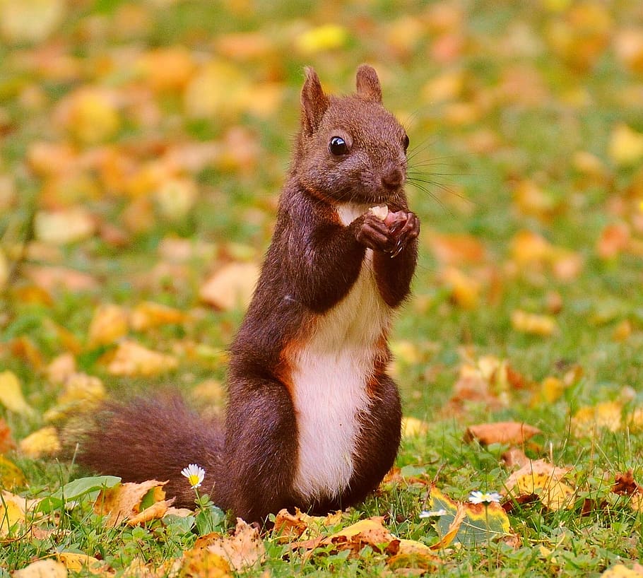 squirrel, nager, cute, nature, rodent, climb, garden, eat, brown HD wallpaper