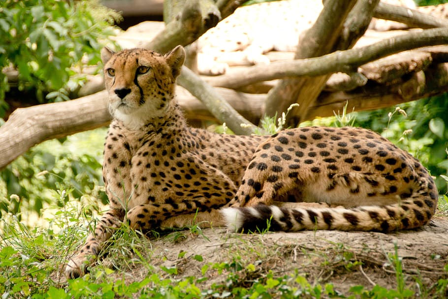 cheetah lying on soil near plants, africa, kenya, safari, nature, HD wallpaper