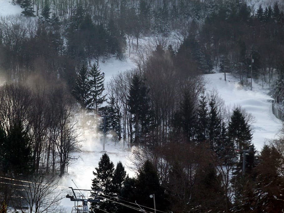 ski slope, snow, trees, winter, forest, plant, cold temperature HD wallpaper