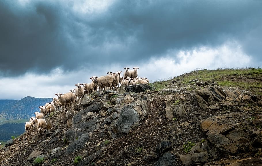 herd of sheep on mountain under stratocumulus clouds, greece HD wallpaper