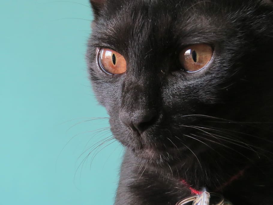 Cat, Black, Eye, one animal, looking at camera, portrait, colored background HD wallpaper