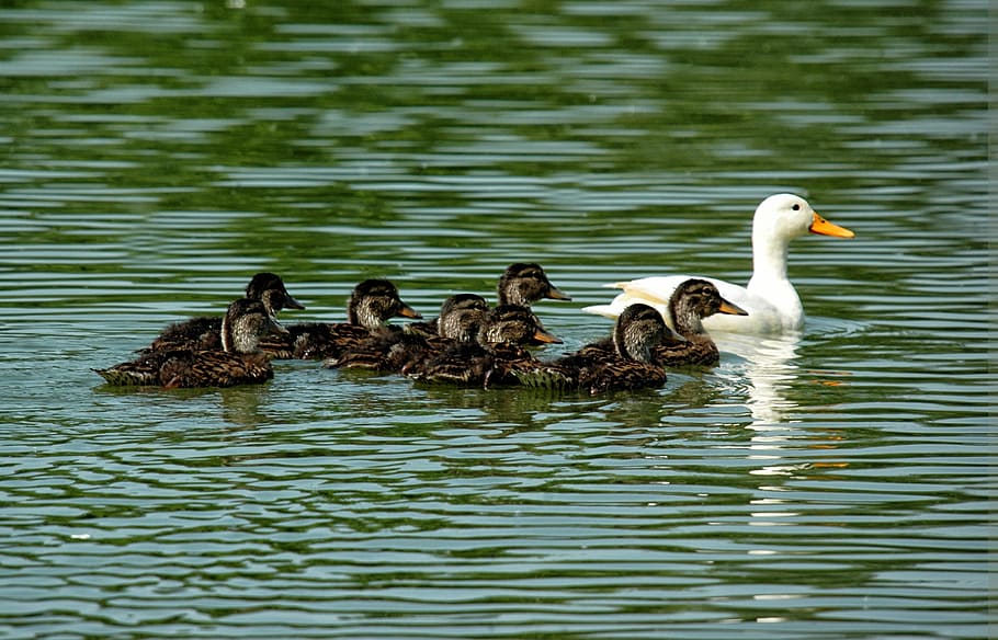 HD wallpaper: duck, duckling, family, brood, pond, bird, animal, lake ...