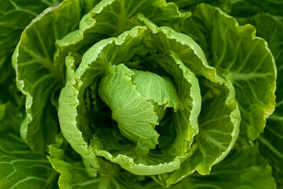 green cabbage, plant, vegetable, leaf, salad, nature, food HD wallpaper