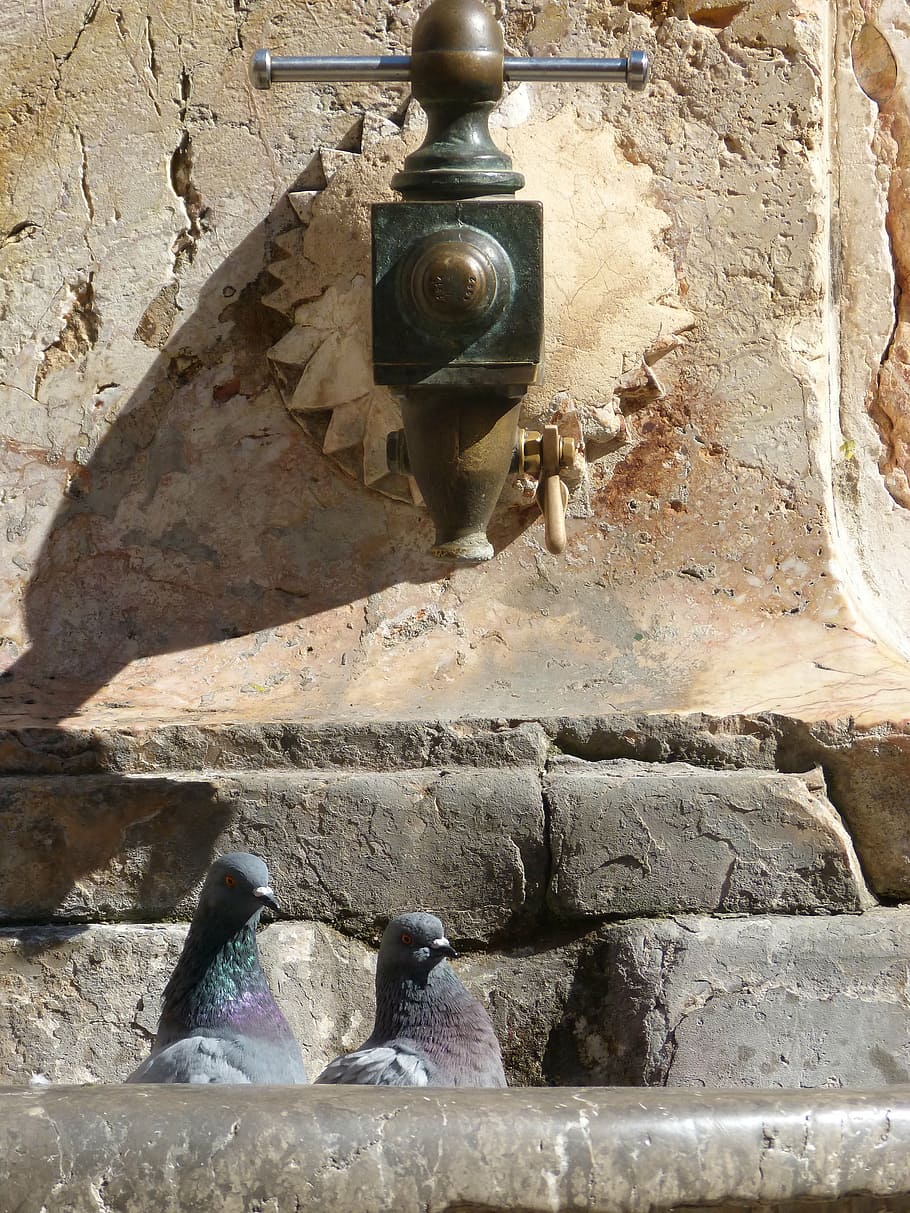 source, old, pigeons, monument, tarragona, architecture, wall - building feature HD wallpaper