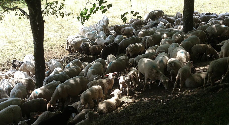 sheep, light, lunch, shadow, hot, weather, pasture, group of animals HD wallpaper