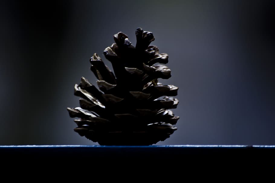 pinecone, tree, decoration, fir, coniferous, festive, season HD wallpaper