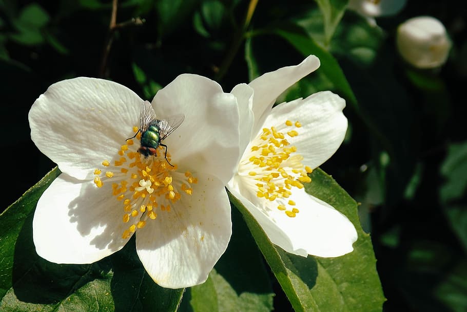 Blossom, Fly, Insect, White, Spring, bloom, flower, petal, freshness HD wallpaper
