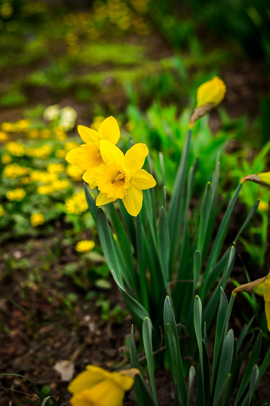 daffodils, flowers, spring, grass, yellow, bud, plant, heat HD wallpaper