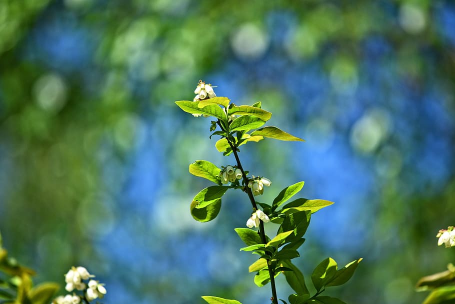 selective focus photography of green leafed plant, twig, shrub HD wallpaper