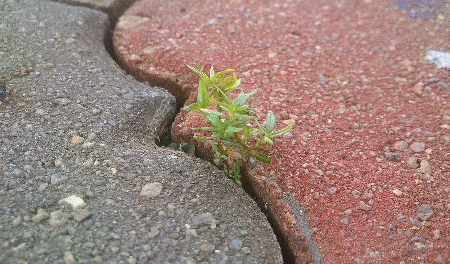 green leafed plant, life, determination, bricks, perseverance HD wallpaper