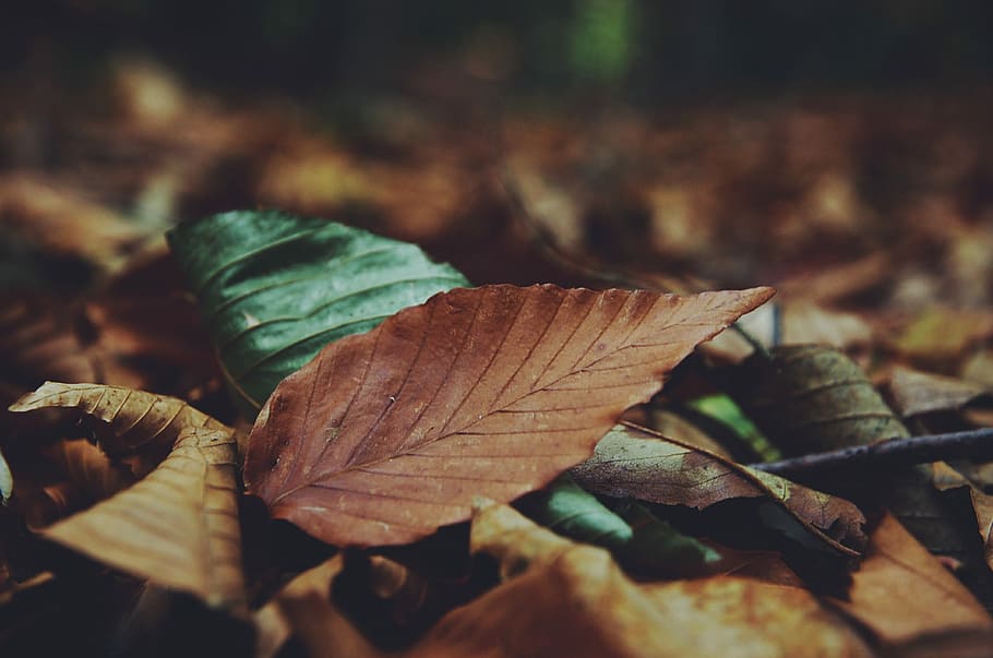 closeup photo of dried leaf, brown and green leaves on ground during daytime HD wallpaper