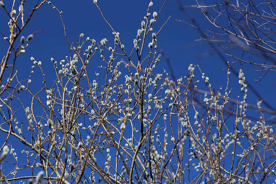 pajunk, spring, willow, easter, nature, plant, low angle view HD wallpaper