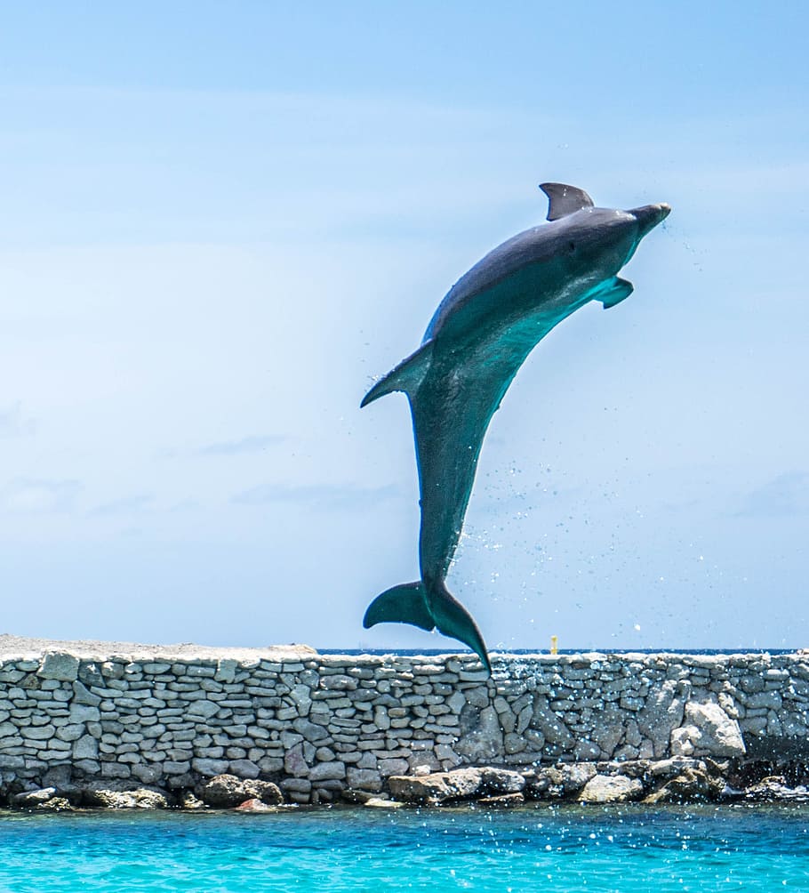 dolphin on the sea photo during daytime, aquarium, jumping, fish