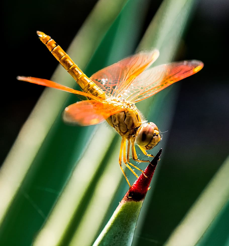 Orange Dragonfly on Red and Green Leaf, close-up, insect, macro HD wallpaper