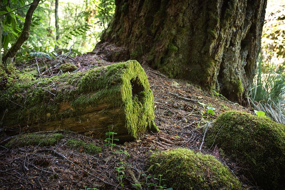 nature, tree, moss, plant, forest, tree trunk, land, tranquility HD wallpaper