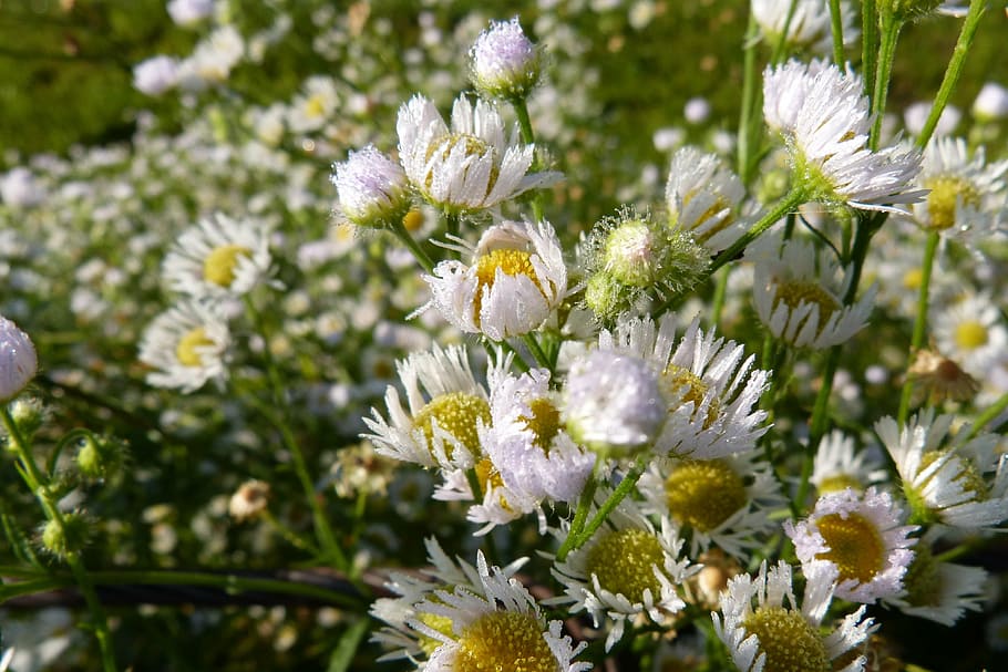 fleabane, dew, dewdrop, morgentau, plant, nature, flower, composites HD wallpaper