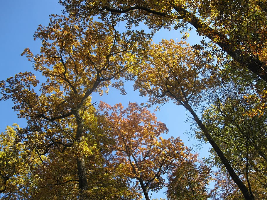 autumn, book, forest, tree, plant, low angle view, beauty in nature HD wallpaper