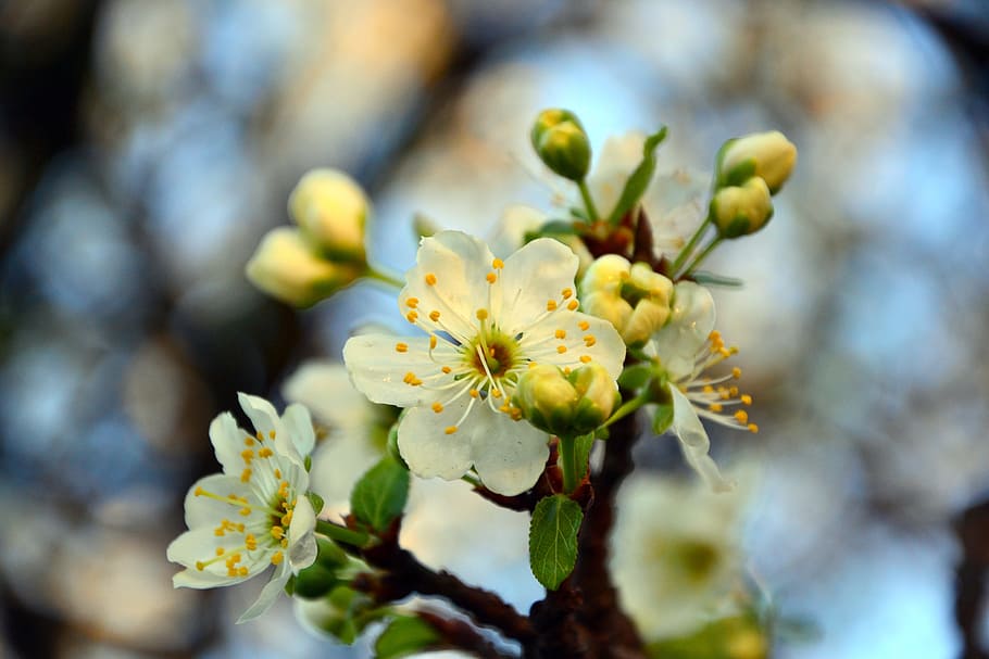 Cherry, May Day, Tree, Nature, blossom tree, flower, fragility HD wallpaper