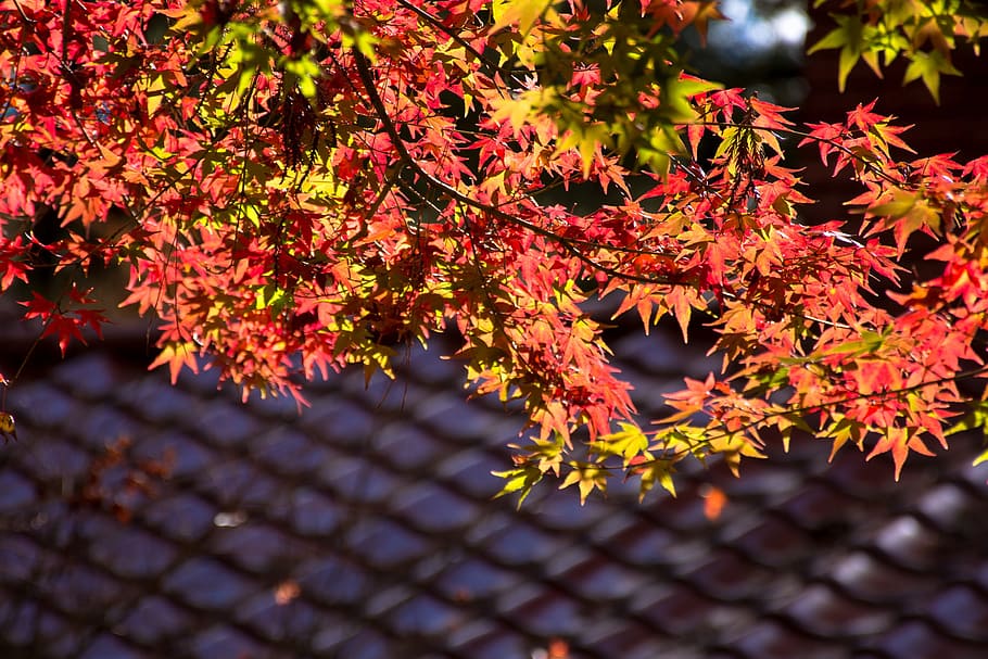 maple leaf, antique, autumn, change, plant part, tree, beauty in nature HD wallpaper