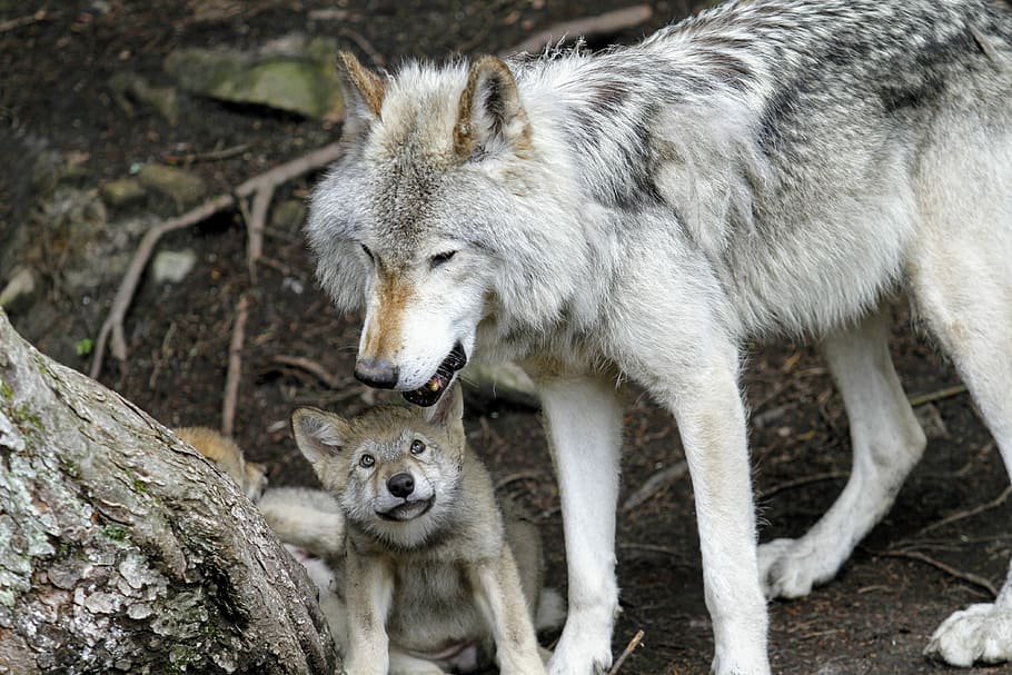 My Dad is tougher than your dad, two wolves bear tree trunk, dog HD wallpaper