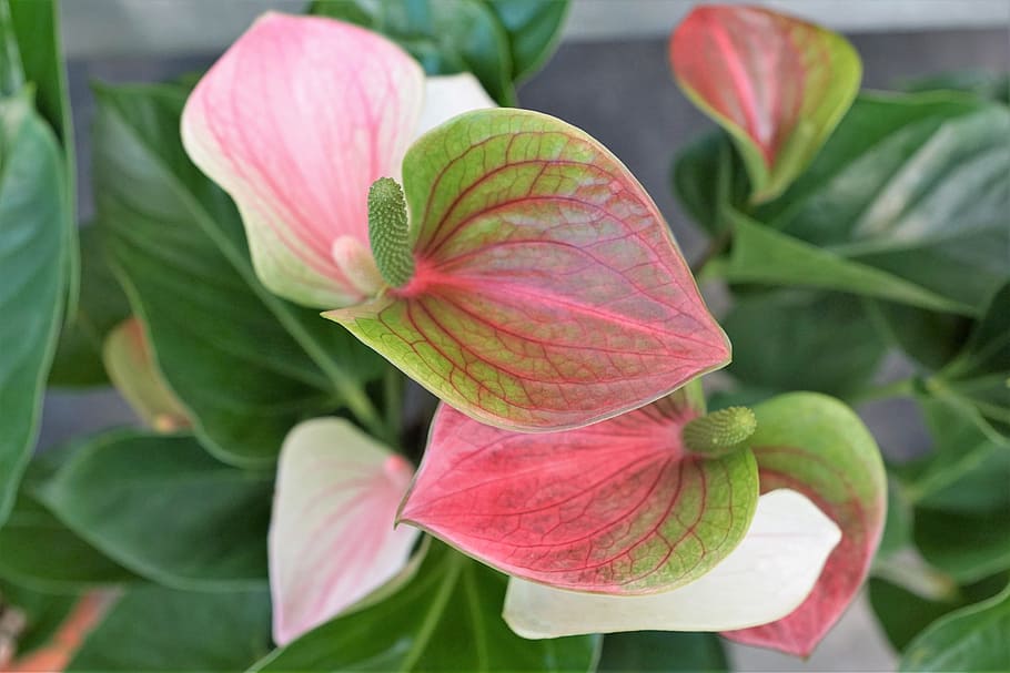 pink and green leaves, Calla, Flower, Rose, Green, plant, leaf HD wallpaper