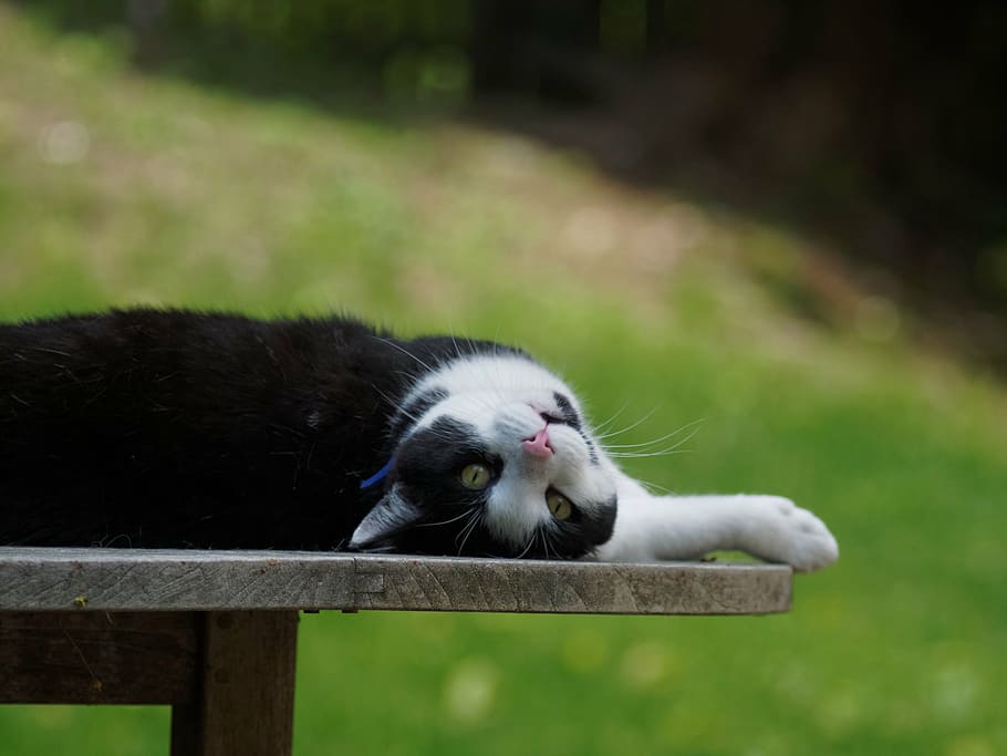 cat, black, white, portrait, domestic, cute, pet, feline, kitty HD wallpaper