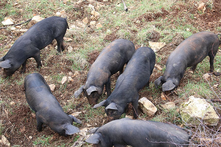 Piglet, Pigs, Animals, animal wildlife, animals in the wild HD wallpaper