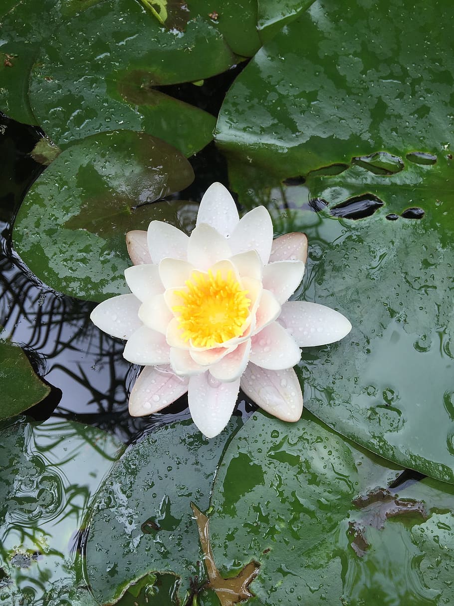 Water Lily, Meditation, Zen, Pool, zen pool, flower, petal, HD wallpaper