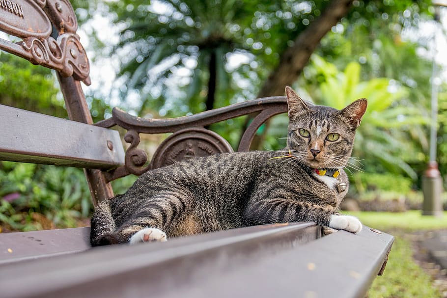 cat, cat thailand, parks, small indian civet, striped civet, HD wallpaper