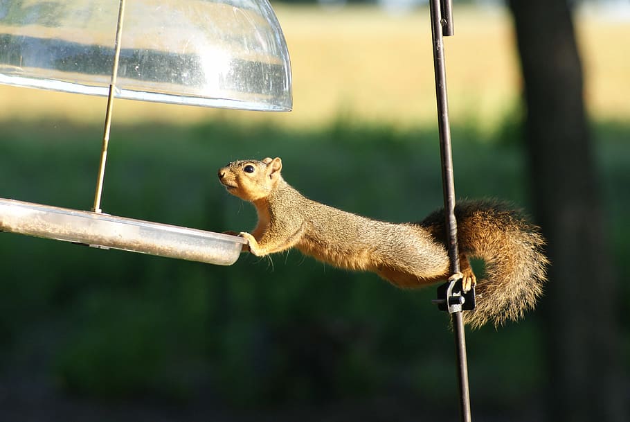 selective focus photography of squirrel, hungry, acrobat, animal HD wallpaper