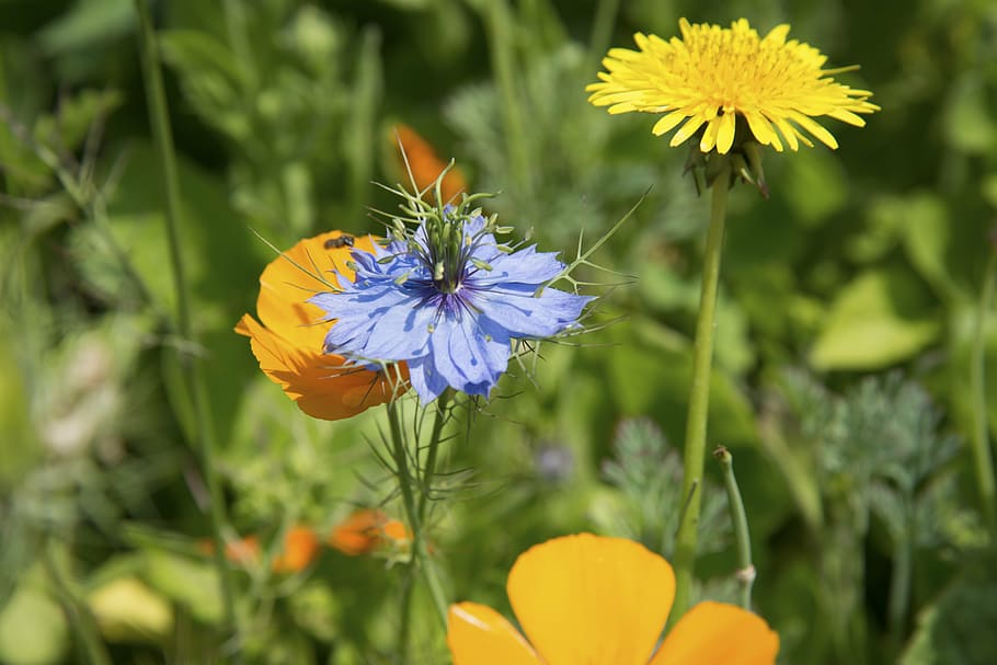 poppy, flower, bud, spring, march, bloom, garden, orange, sun HD wallpaper