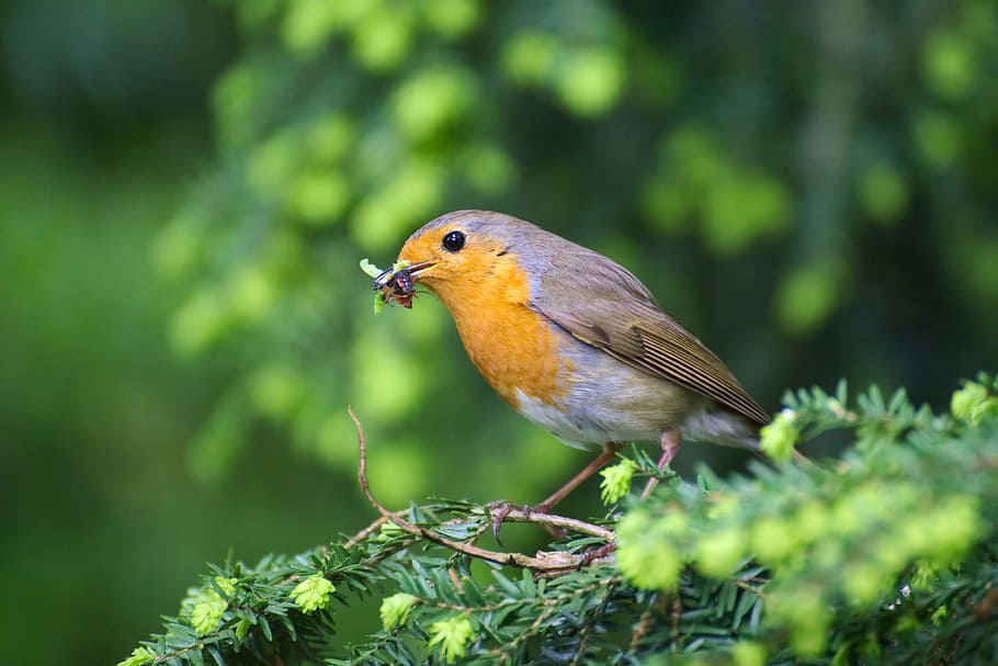 Robin, Bird, Garden, Erithacus Rubecula, close, small bird HD wallpaper