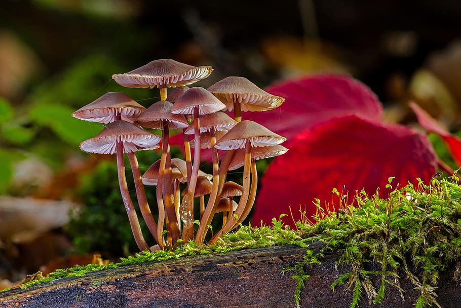 macro shot photography of brown mushrooms, mushroom group, sponge, HD wallpaper