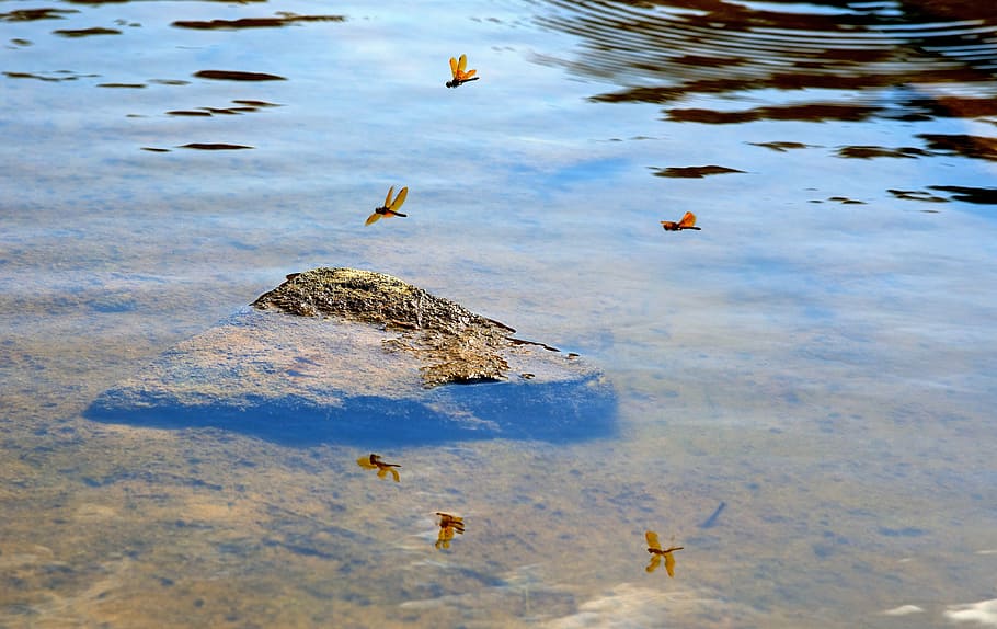 dragonfly, water, stone, nature, lake, insect, sky, animal HD wallpaper