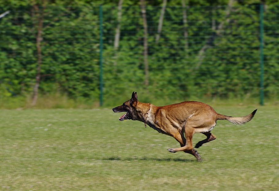 HD wallpaper: adult tan Belgian malinois running on green grass field ...