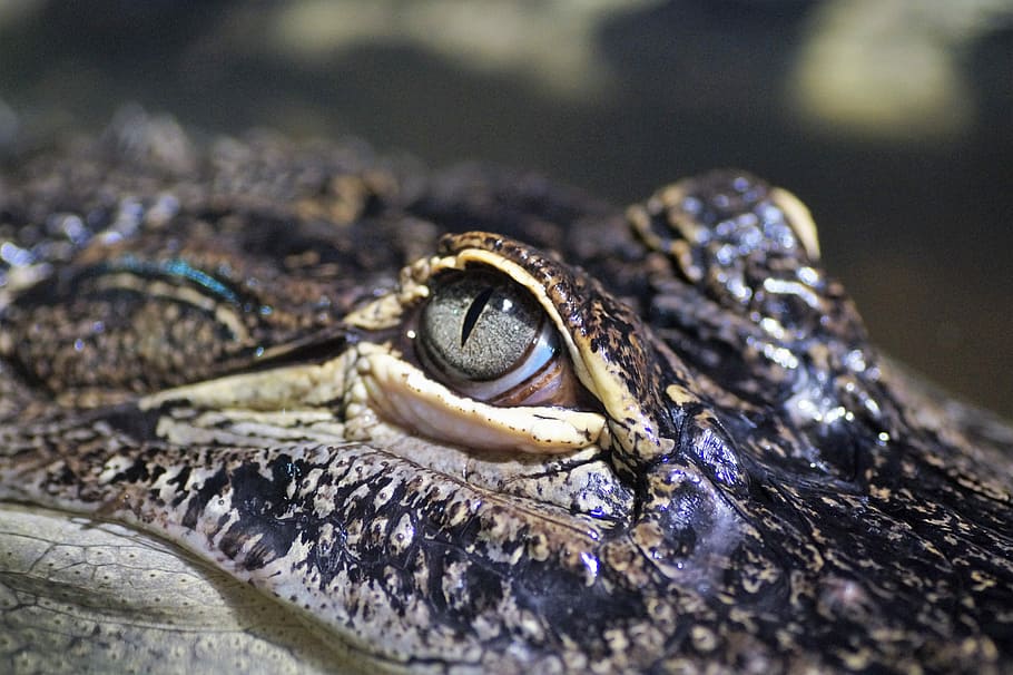 Alligator, Predator, Crocodile, Eye, reptile, detailed, dangerous HD wallpaper