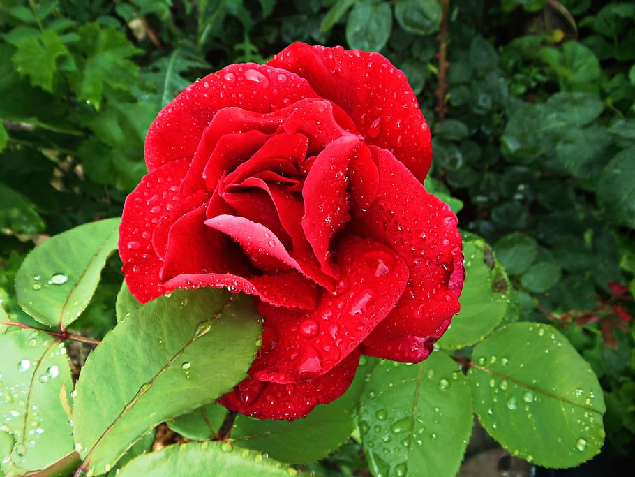 Public Domain. rosa, red, flower, petals, garden, rain, drops of rain, macr...