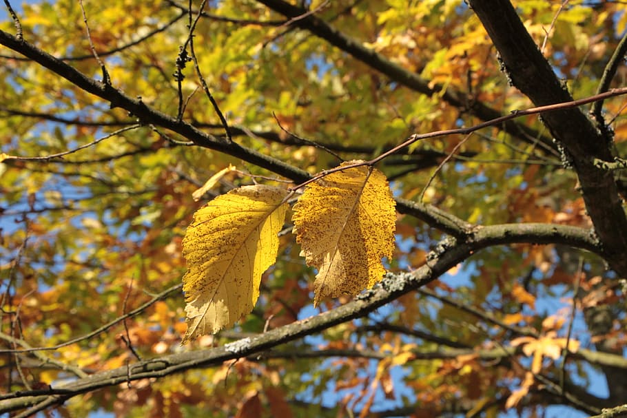 colors, fall, forest, leaf, leaves, light, warm, yellow, autumn HD wallpaper