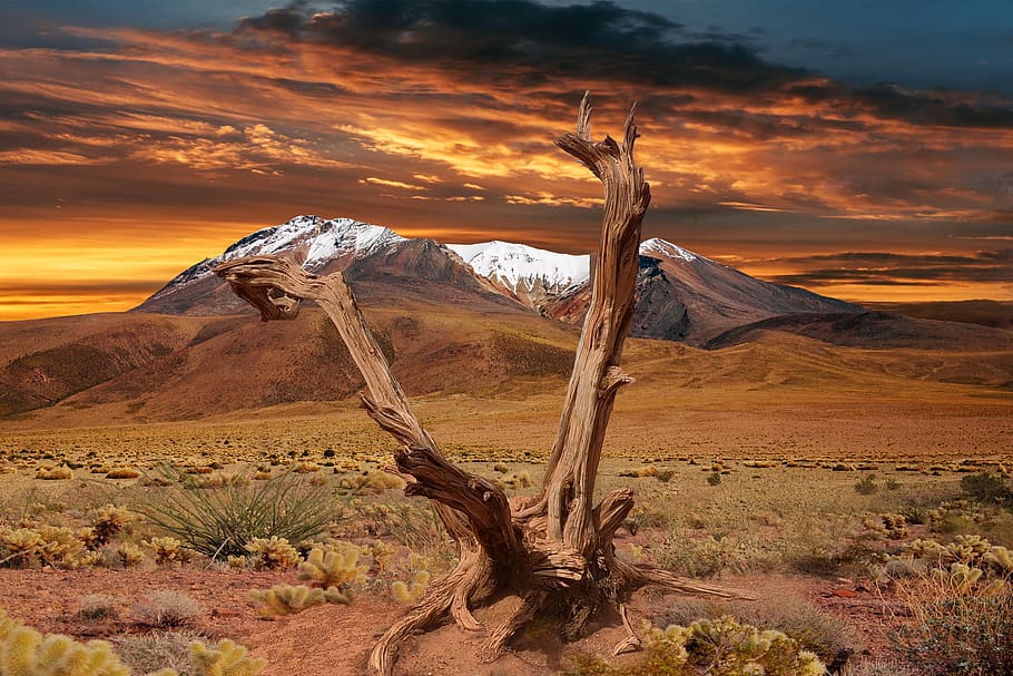 mountains, clouds, sky, dead tree, cactus, desert, landscape HD wallpaper