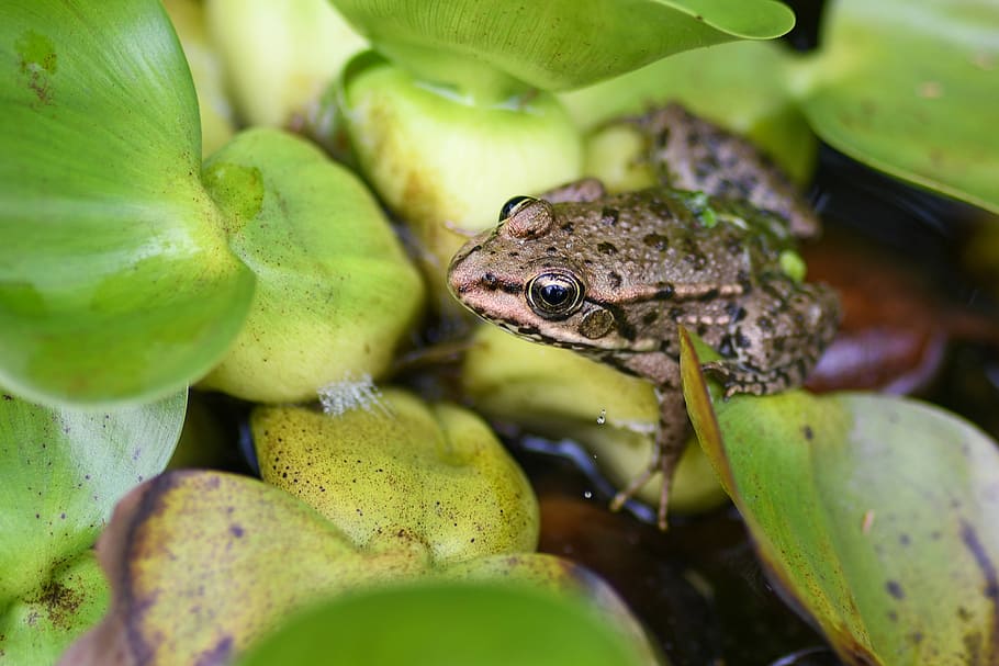 frog resting on plant leaf, amphibian, water, fauna, animal HD wallpaper